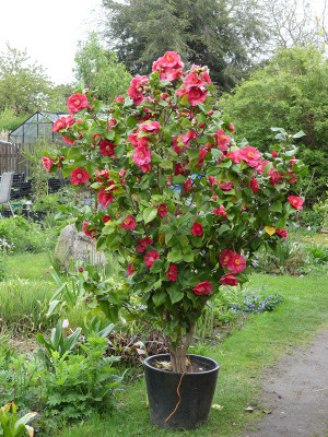 2020-05-02 Camellia japonica.jpg