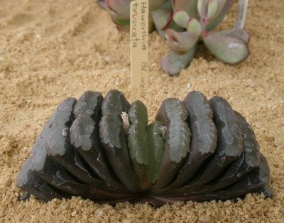comp_HBV_2005-06-06_haworthia_truncata1.jpg