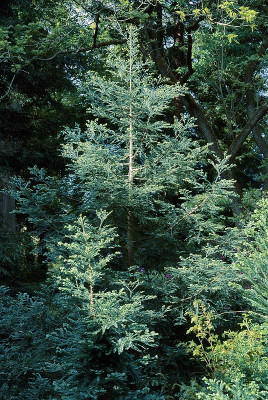 filoli_winterblue.jpg