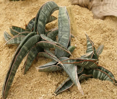 comp_HBV_2005-06-06_sanseveria_singularis.jpg