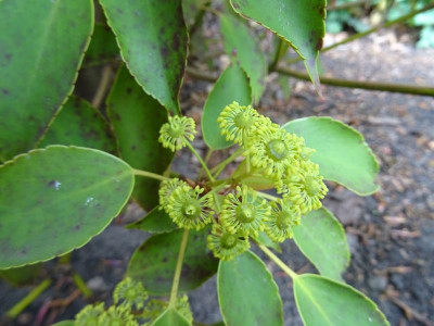 Trochodendron aralioïdes Mai 2020.JPG