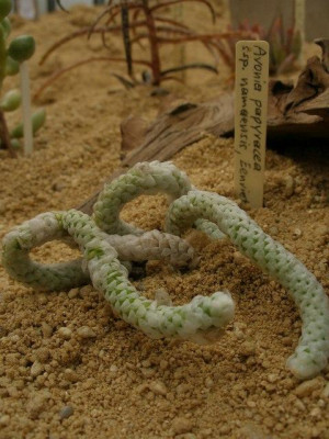 comp_HBV_2005-06-06_avonia_papyracea.jpg