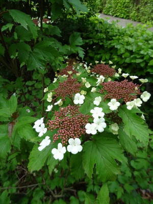 Viburnum sargentii Onondaga Mai 2020.JPG