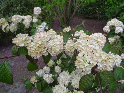 Viburnum plicatum Pink Sensation Mai 2020.JPG
