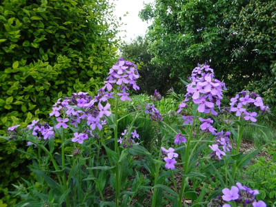 Hesperis matronalis Mai 2020.JPG