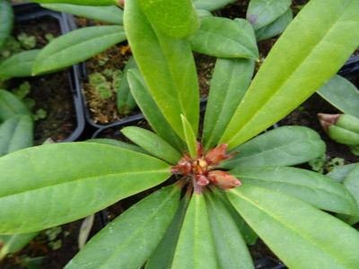 Rhodo gp 4.JPG