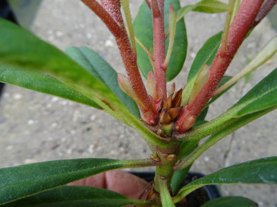 Rhodo gp 4b.JPG