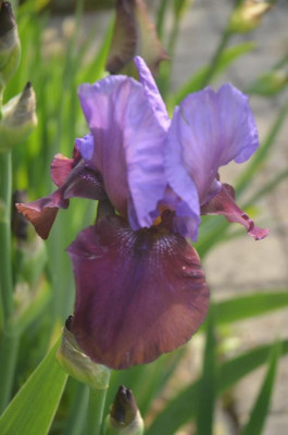 D5593.JPG
