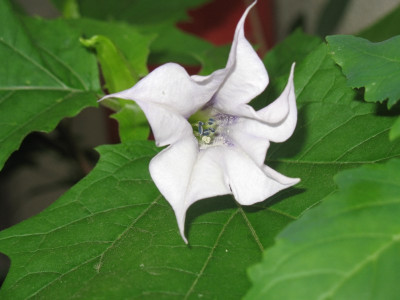 IMG_2634a.jpg_Datura.jpg