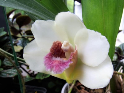 Bifrenaria harrisoniae_RIMG1031.JPG