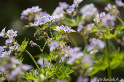 Prelude_1830_800_sRGB.jpg