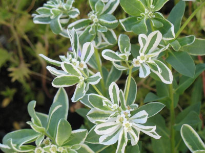 IMG_2535c.jpg_Euphorbia_Schnee_aufden_Bergen.jpg