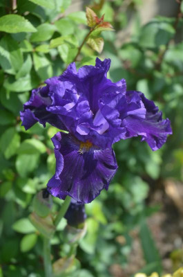 D5599.JPG