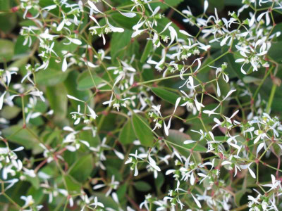 IMG_2520b.jpg_Euphorbia_Diamond_Frost.jpg