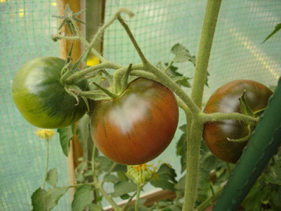 schwtomate.jpg