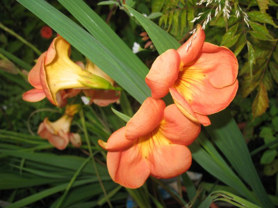 IMG_2609a.jpg_Campsis_grandiflora.jpg