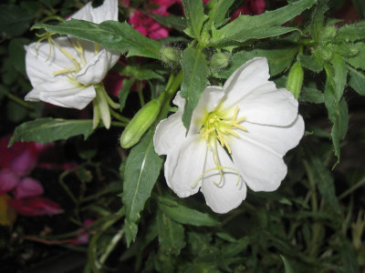 IMG_2620a.jpg_Oenothera_pallida.jpg