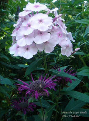 Monarda_-_Phlox.jpg