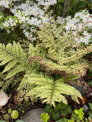 Athyrium-otophorum-okanum_2.5.20.jpg