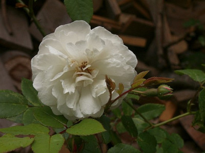 White-Pet-Clg.-07.jpg