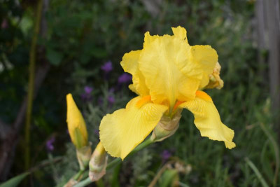 mediterrane blüten 003.JPG