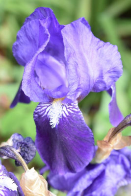 mediterrane blüten 011.JPG