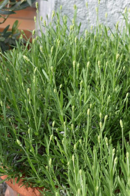 mediterrane blüten 018.JPG
