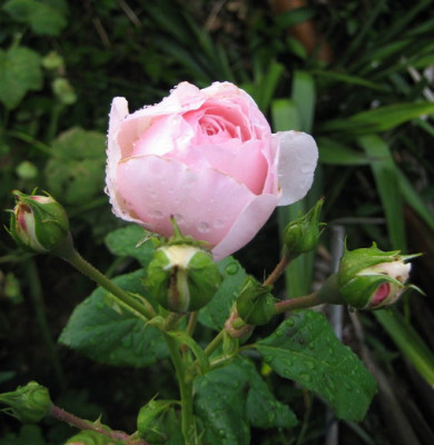 Claire_Rose_02.jpg