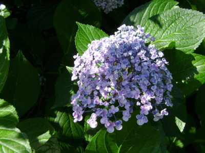 Hortensie-unbekannt.jpg