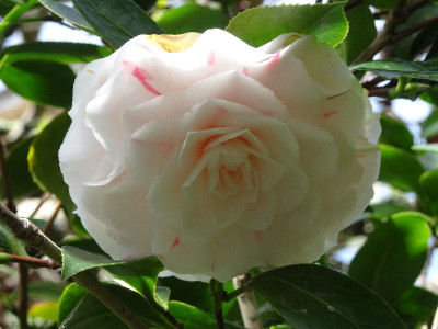 DSC07314.jpg
