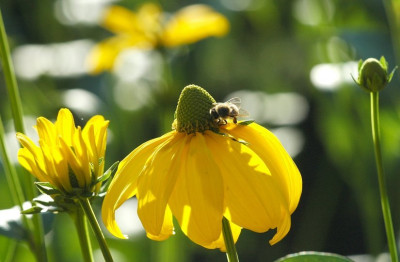 Rudbeckia_x__2_04-08-2007.jpg