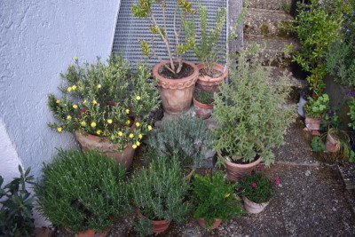 mediterrane Ecke 002.JPG