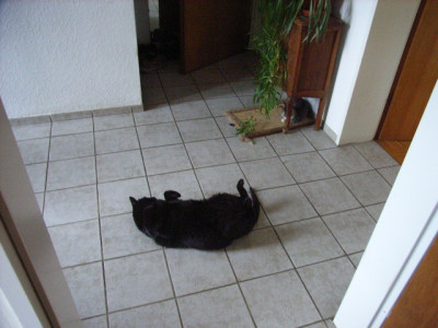 pemmi1_038.jpg