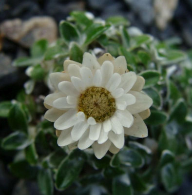 Helichrysum sessile20-6.jpg