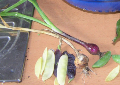 zwiebelknoblauch.jpg