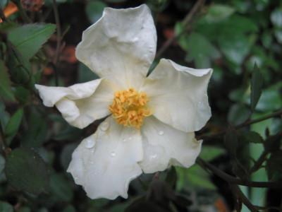 Mutabilis-im-Regen.jpg