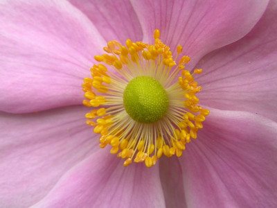 anemone9.jpg