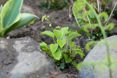 2020-05-03 Tanakea radicans.jpg