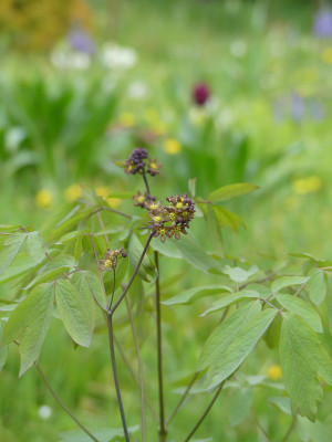 2020-05-03 Caulopjhyllum thalictroides 2.jpg