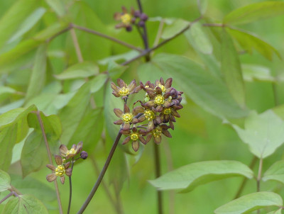 2020-05-03 Caulopjhyllum thalictroides 3.jpg