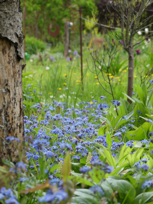 2020-05-03 Gartenimpressionen 3.jpg