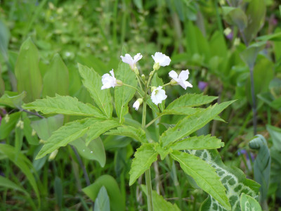 2020-05-03 Cardamine heptaphylla.jpg
