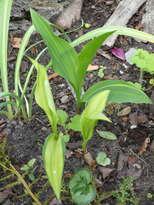2020-05-03 Convallaria majalis 'Rosea variegata'.jpg