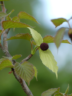 2020-05-03 Davidia involucrata.jpg