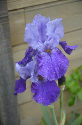 D5610.JPG