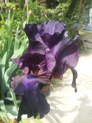 Iris1.jpg