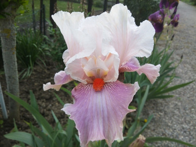 Iris5.jpg