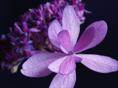 Hydrangea_macrophylla_Izu_No_Hana.jpg