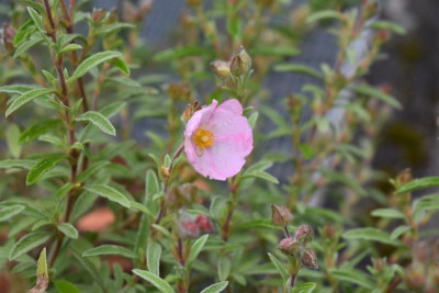 Cistrosenblüte 20 003.JPG
