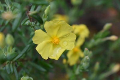 Cistrosenblüte 20 004.JPG